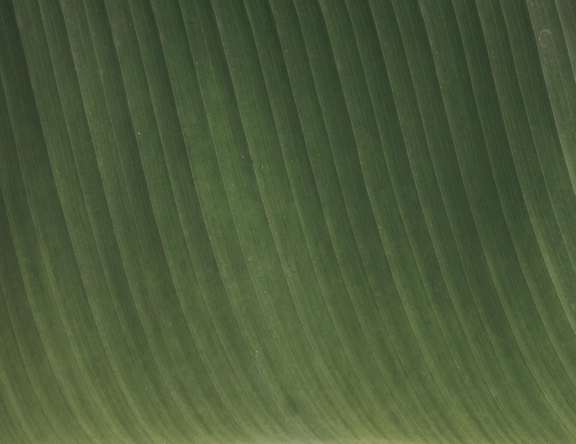 Leafy background